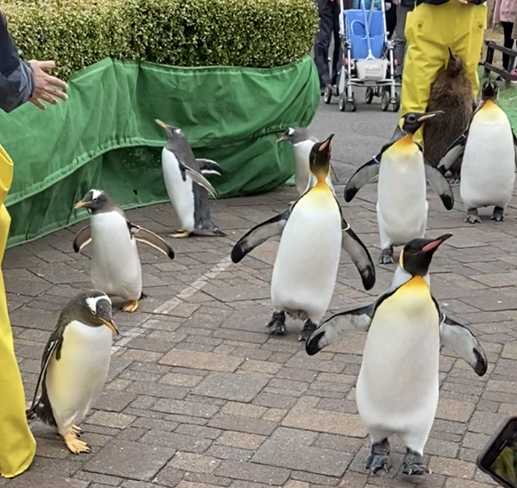 登別マリンパークニクス　ペンギンパレード